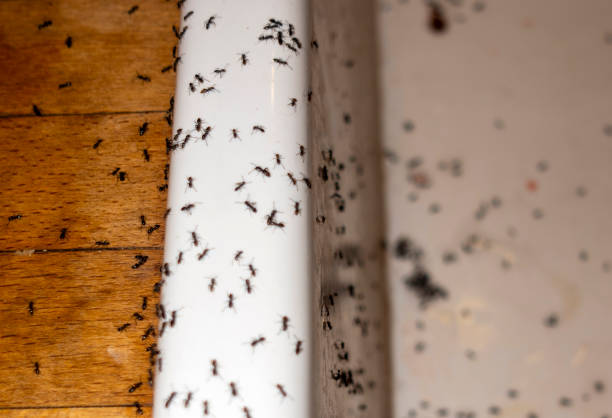 Wasp Removal Services in Irwin, PA
