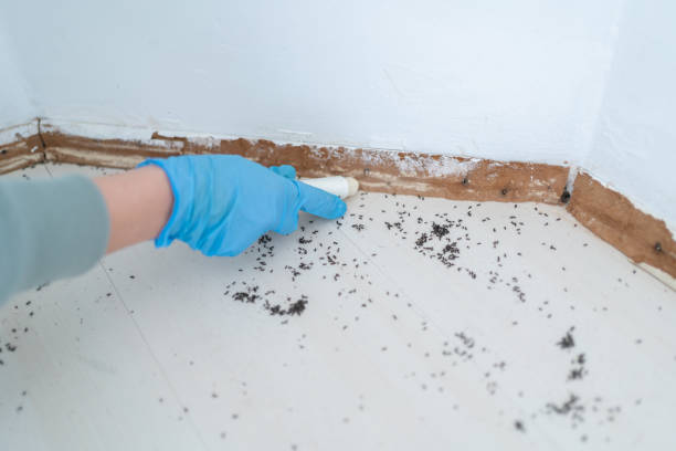 Best Pest Prevention Services  in Irwin, PA